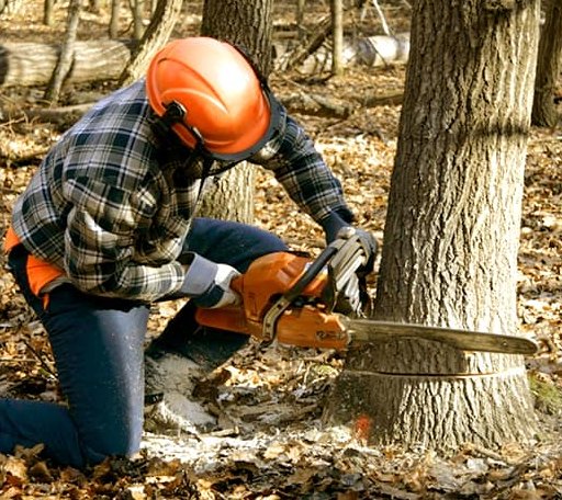 Tree Removal in Delbarton, WV